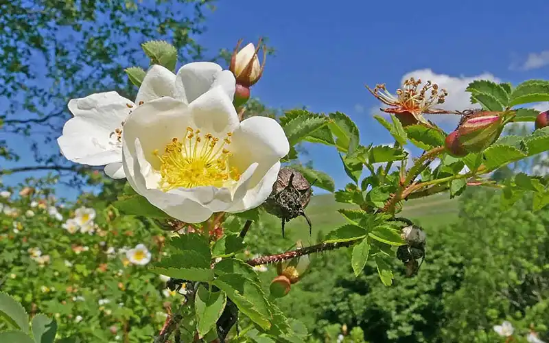 خواص گل نسترن برای پوست