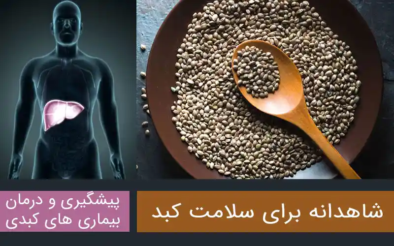خواص شاهدانه برای کبد و درمان کبد چرب
