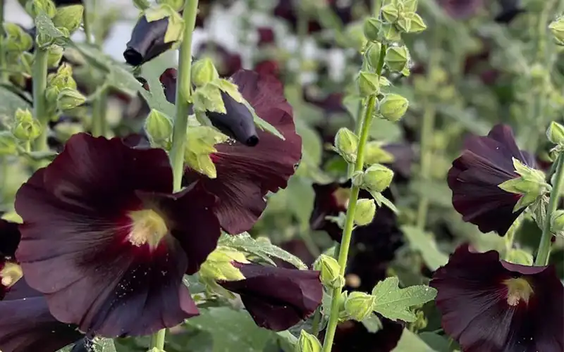 خواص گل ختمی برای معده