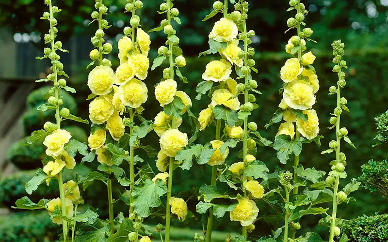 خواص گل ختمی برای معده