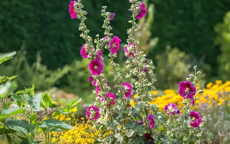 خواص گل ختمی برای پوست و مو