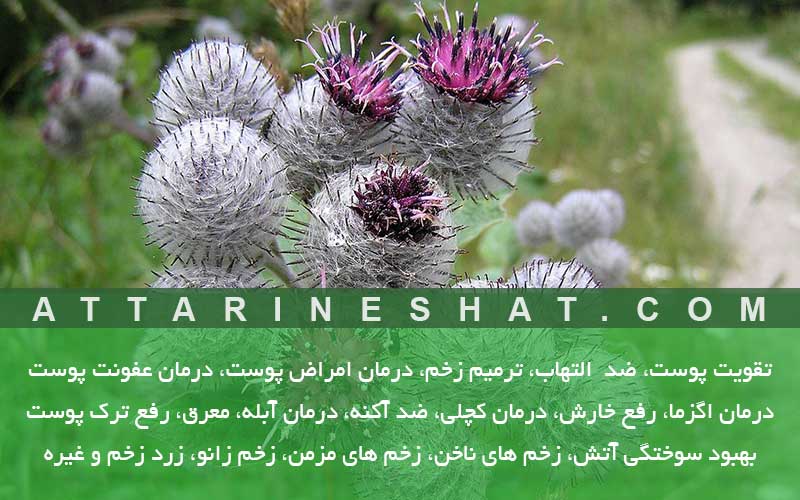 خواص بابا آدم برای پوست