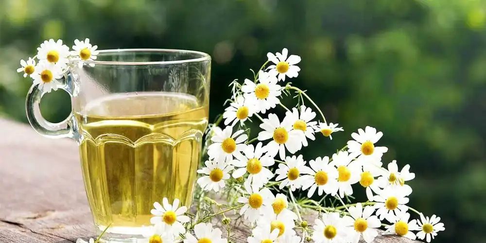 خواص بابونه برای تقویت معده