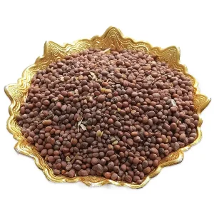 بذر تربچه