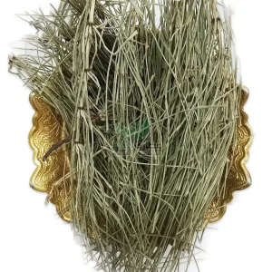 گیاه دم اسبی