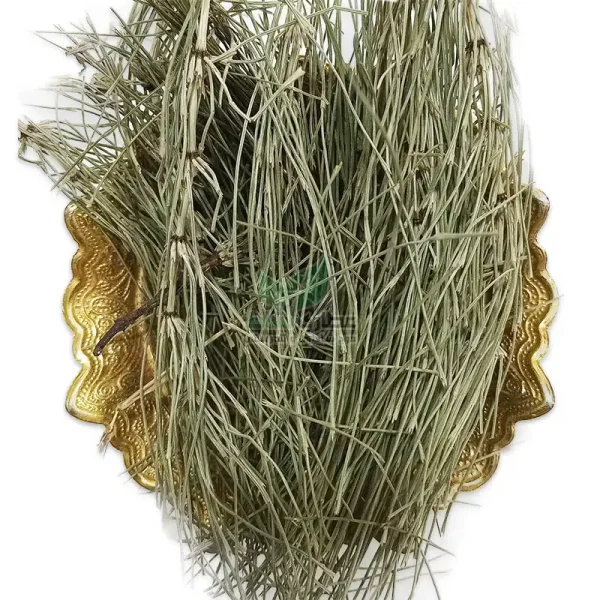 گیاه دم اسبی