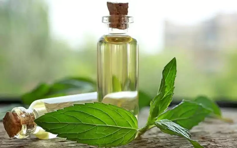 روغن نعنا برای زود انزالی