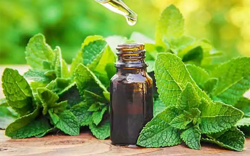 طریقه مصرف روغن نعناع برای زود انزالی